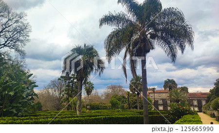 Palm trees and tropical plants in the courtyard garden of the botanical garden of Vigo, Spain. The concept of tourism, visiting iconic places 125665990