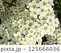 White flowers of a blossoming bush in the spring garden 125666036