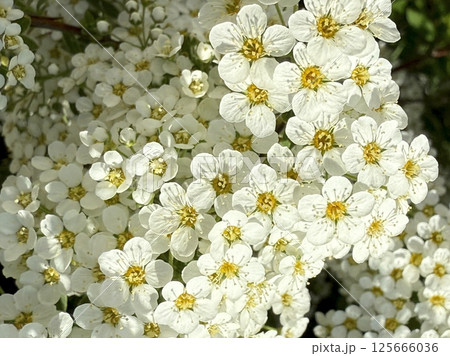 White flowers of a blossoming bush in the spring garden 125666036