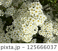 White flowers of a blossoming bush in the spring garden 125666037