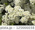 White flowers of a blossoming bush in the spring garden 125666038