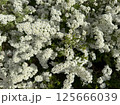 White flowers of a blossoming bush in the spring garden 125666039