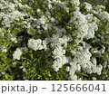 White flowers of a blossoming bush in the spring garden 125666041