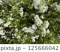 white flowers of a blossoming bush 125666042
