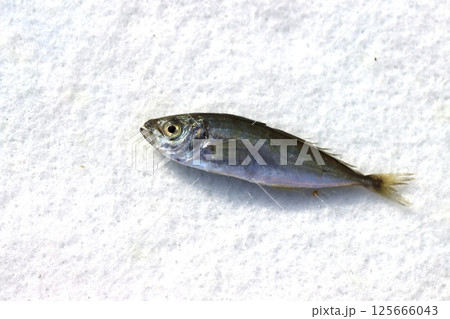 マアジの稚魚 マアジの稚魚 125666043
