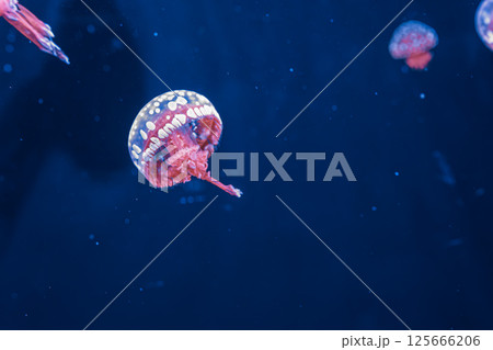underwater photography jellyfish mastigias papua, spotted jelly, lagoon jelly, golden medusa 125666206
