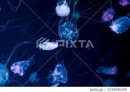 underwater photography jellyfish Chrysaora lactea, Milk Sea Nettle underwater photography jellyfish Chrysaora lactea, Milk Sea Nettle 125666209