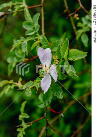 Rosa canina, the dog rose, wild rose. Rosa canina, the dog rose, wild rose. 125666268