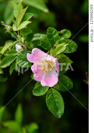 Rosa canina, the dog rose, wild rose. Rosa canina, the dog rose, wild rose. 125666269