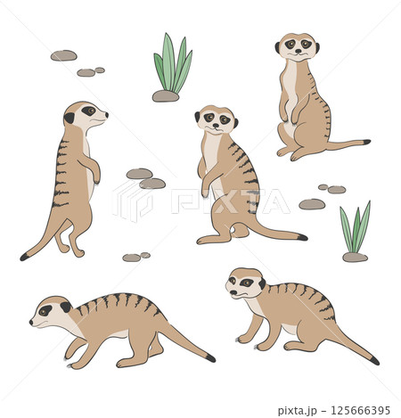 Set of cute Meerkats isolated on white background 125666395