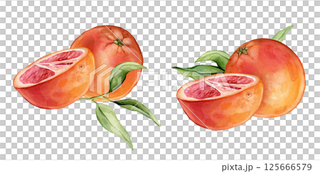 Set of composition with slice and whole Grapefruit. Hand drawn watercolor illustration of orange tropical citrus fruit on white isolated background. Half grapefruit with green leaves Set of composition with slice and whole Grapefruit. Hand drawn watercolor illustration of orange tropical citrus fruit on white isolated background. Half grapefruit with green leaves 125666579