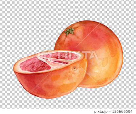 Composition with slice and whole Grapefruit. Hand drawn watercolor illustration of orange tropical citrus fruit on white isolated background. Half grapefruit Composition with slice and whole Grapefruit. Hand drawn watercolor illustration of orange tropical citrus fruit on white isolated background. Half grapefruit 125666594