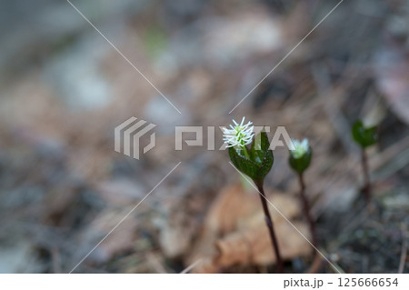 ヒトリシズカの花 125666654
