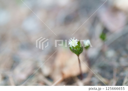 ヒトリシズカの花 125666655