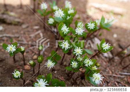 ヒトリシズカの花 125666658