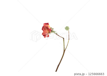 Dried open red rose bud and unopened bud on white background. Dried open red rose bud and unopened bud on white background. 125666663