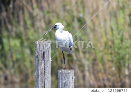 池の杭にとまるクロツラヘラサギ 125666783