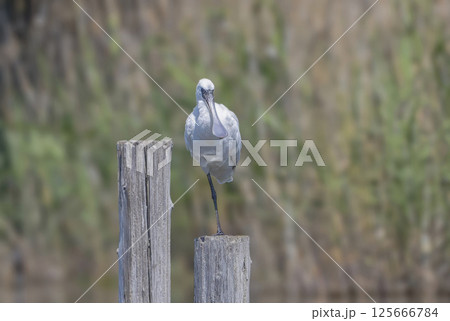 池の杭にとまるクロツラヘラサギ 池の杭にとまるクロツラヘラサギ 125666784