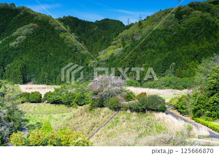 布目川右岸ダムサイトの公園に咲く花木 布目川右岸ダムサイトの公園に咲く花木 125666870