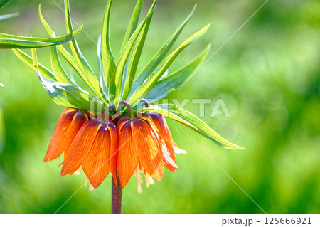 Crown imperial flower (Fritillaria imperialis) 125666921