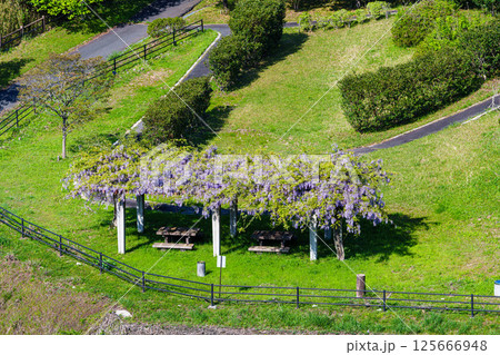 布目川右岸ダムサイトの公園に咲く藤の花 125666948