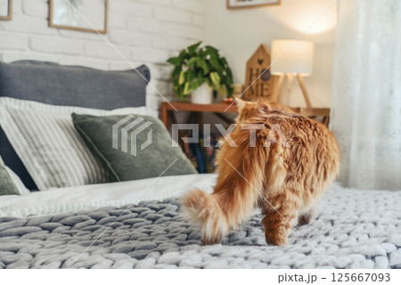 Cute red  cat is lying on the bed 125667093