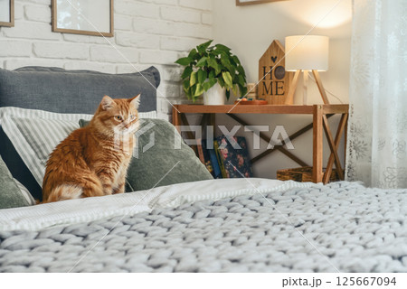 Cute red cat is lying on the bed Cute red cat is lying on the bed 125667094