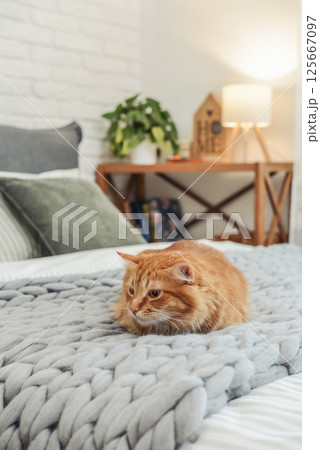 Cute red  cat is lying on the bed 125667097