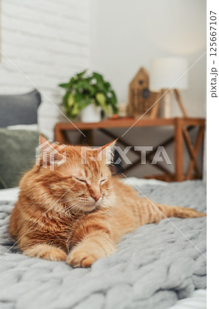 Cute red  cat is lying on the bed 125667107