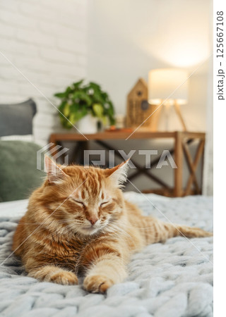 Cute red  cat is lying on the bed 125667108