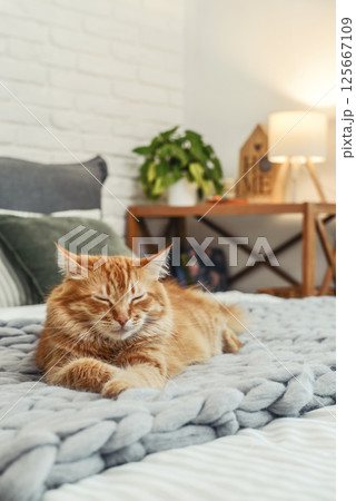 Cute red  cat is lying on the bed 125667109