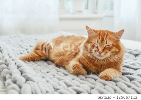 Cute red  cat is lying on the bed 125667112
