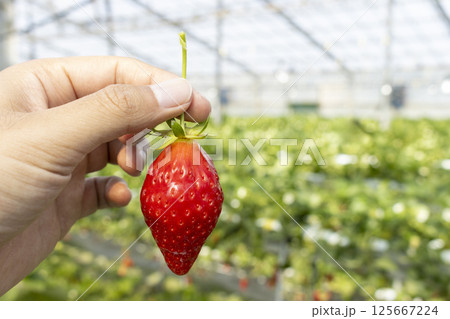 いちご狩りをする男性の手（30代、日本人、顔無し） 125667224