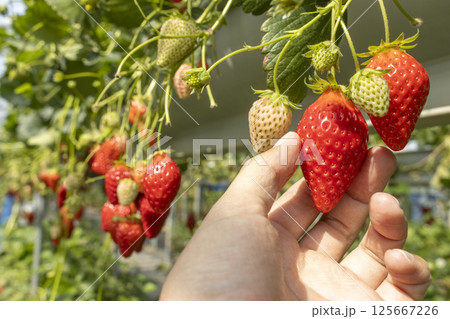 いちご狩りをする男性の手（30代、日本人、顔無し） 125667226