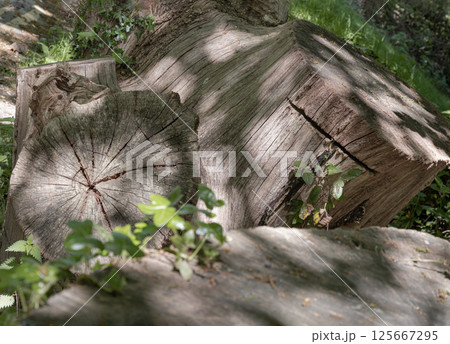 Sunlight shines on the surface of the Tree stump through the gaps between branches and leaves. 125667295
