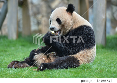おいしそうにタケノコを食べる永浜 125667311