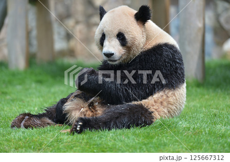 おいしそうにタケノコを食べる永浜 125667312