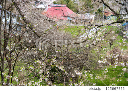 農家と桜 125667853