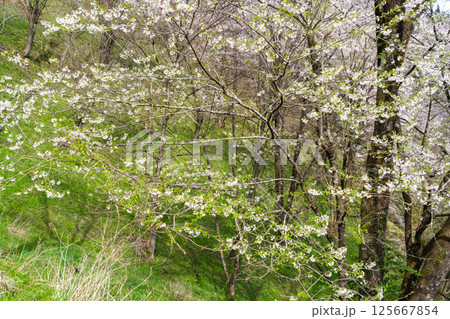 輝く桜 125667854