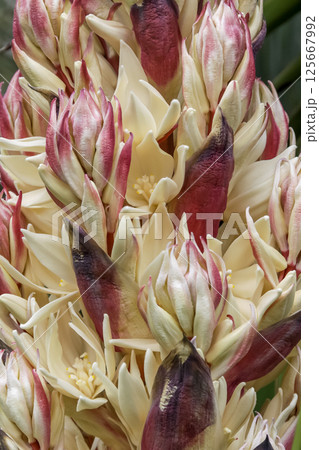 開花が近いユッカ・トレクレアナ造形【クサスギカズラ科】 125667992