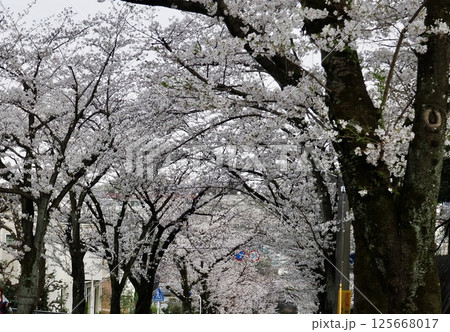 春の公園で満開になった桜の木 125668017