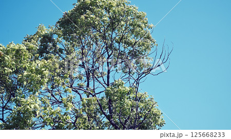 樹木と青空 125668233