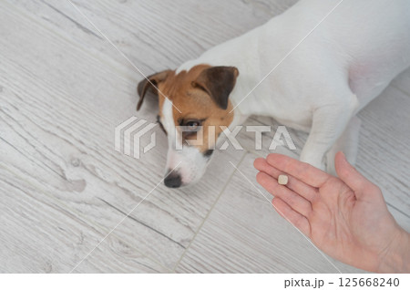 The owner hands the Jack Russell Terrier a pill. The owner hands the Jack Russell Terrier a pill. 125668240