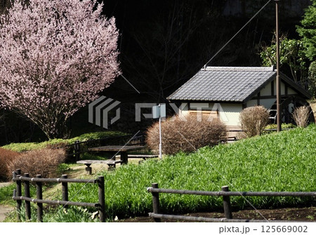 桜の花の中に建つ家住宅 桜の花の中に建つ家住宅 125669002