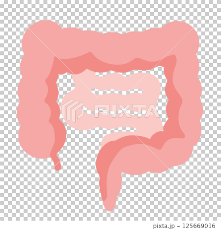 Illustration of a normal intestine 125669016