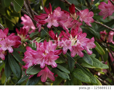 ロドデンドロン・マクロフィラム ロドデンドロン・マクロフィラム 125669111