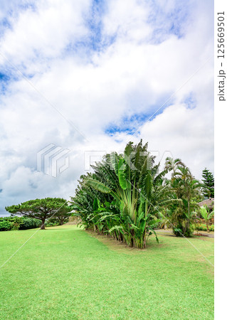 南国の緑に囲まれた石垣島の広場 125669501