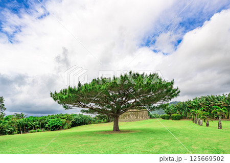 石垣島の自然に癒される開放的な風景 石垣島の自然に癒される開放的な風景 125669502
