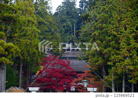 高野山 金剛峯寺の紅葉 高野山 金剛峯寺の紅葉 125669521
