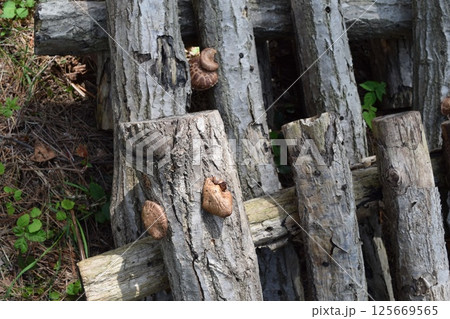 キノコの原木栽培 キノコの原木栽培 125669565